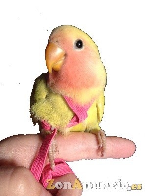 TIENDA DE PAJAROS. NINFAS, AGAPORNIS, YACO